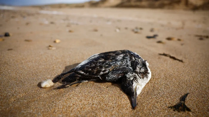 Ratusan burung guillemot mati terdampar