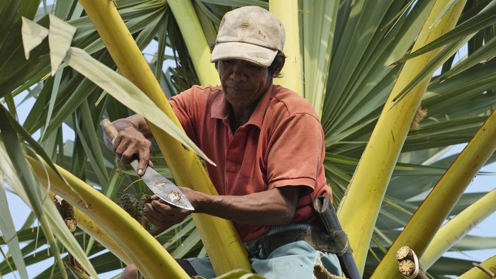 Chin Choeun, 54, walks with sap collected from palm trees to make sugar, during harvest season at Trapang Ampel village, outside Phnom Penh, Cambodia, Friday, March 15, 2024. (AP Photo/Heng Sinith)