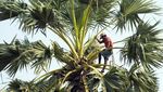 Senja Kala Pengumpul Nira di Kamboja