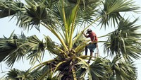 Pekerjaan tersebut tidak menarik bagi putra dan cucu Choeun karena merupakan kerja keras dan berbahaya. Kaum muda di daerah pedesaan Kamboja memiliki lebih banyak pilihan untuk mencari nafkah, tidak seperti generasi Choeun yang hanya memiliki pekerjaan di bidang pertanian. Banyak yang pindah untuk mencari pekerjaan di kota-kota besar, dan bahkan ke negara lain seperti Thailand, Korea Selatan atau Jepang.