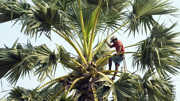 Chin Choeun, 54, walks with sap collected from palm trees to make sugar, during harvest season at Trapang Ampel village, outside Phnom Penh, Cambodia, Friday, March 15, 2024. (AP Photo/Heng Sinith)