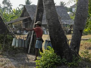Senja Kala Pengumpul Nira di Kamboja