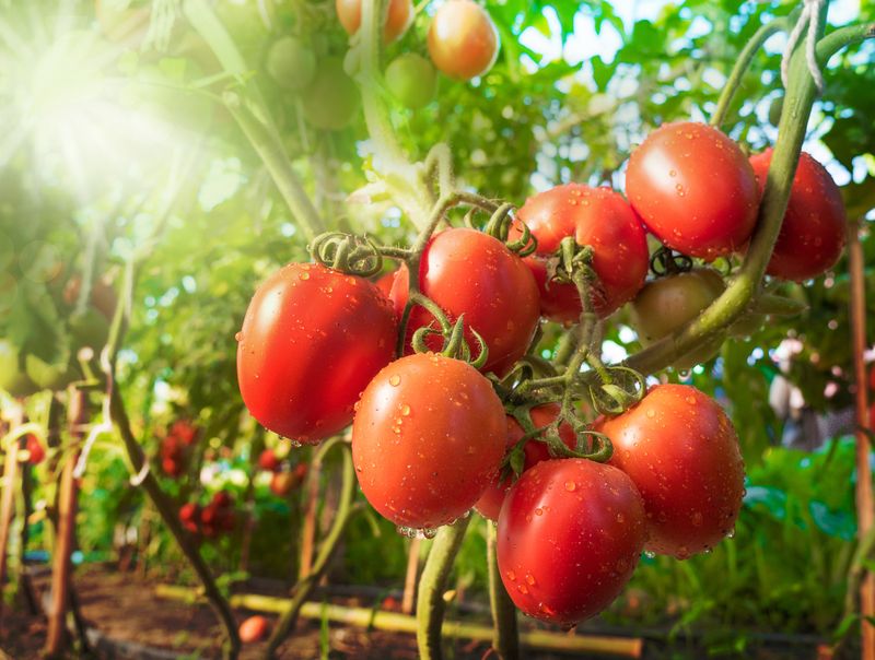 Illustration of how to store tomatoes