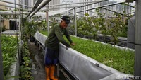 Bermacam tanaman mereka tanam seperti kangkung, anggur, cabai, dll.  