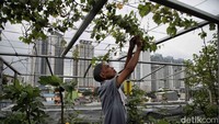 Lahan di atap masjid ini dijadikan konsep urban farming agar lebih bermanfaat.  