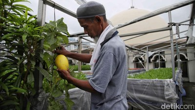 Wow! Beragam Sayur dan Buah Tumbuh di Atap Masjid