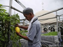 Wow! Beragam Sayur dan Buah Tumbuh di Atap Masjid