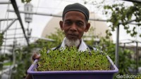Seorang warga menunjukan benih kangkung yang mulai muncul.  