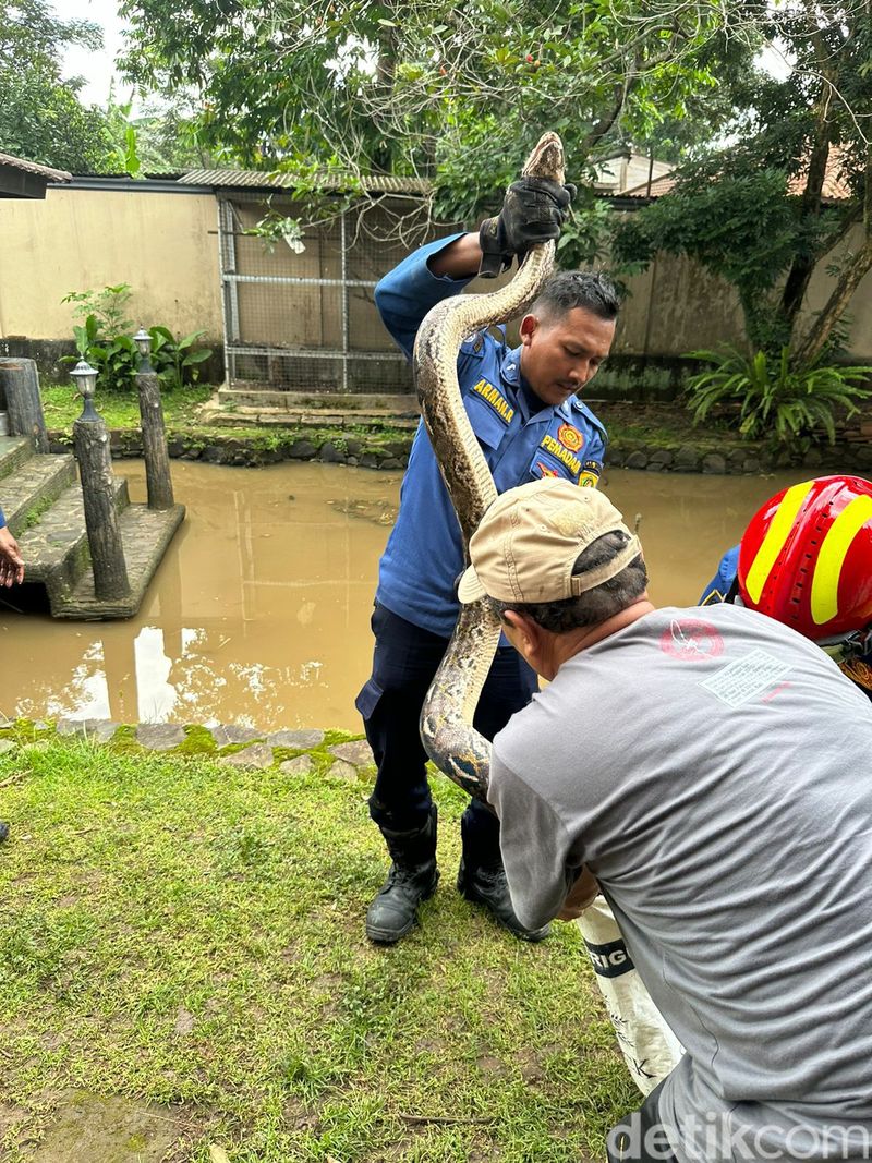 Damkar evakuasi ular piton dari rumah warga di Cibinong, Kabupaten Bogor. (Dok Damkar Kab Bogor)