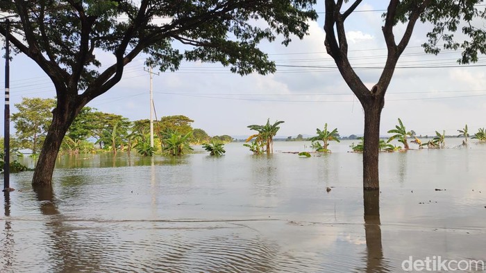 Penampakan area persawahan yang terendam banjir di Karanganyar, Demak, Selasa (19/3/2024).