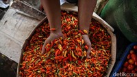 Menurut pedagang, harga cabai saat ini mulai turun ke kisaran Rp 40.000 - 45.000 per kilogram.