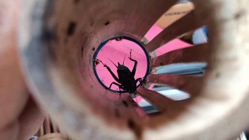 Ilustrasi jangkrik yang diadukan oleh pejudi di Lombok Barat. (Istimewa)