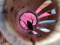 3 Pejudi Adu Jangkrik di Lombok Dibekuk, Kerap Tangkap Aduan di Kuburan