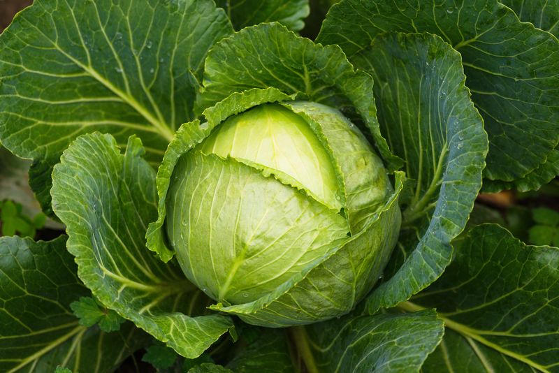 cabbage illustration