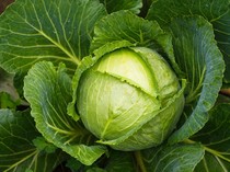 Murah Meriah Tapi Sayuran Ini Bakal Geser Posisi Kale dan Wortel di 2026