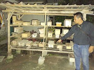 3 Pencuri-1 Penadah Lebah Trigona di Lombok Barat Diringkus Polisi
