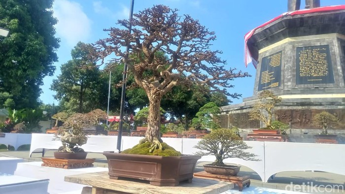 Penampakan bonsai Rp 500 juta di di Taman Bung Karno Singaraja, Buleleng, Bali, Selasa (19/3/2024). (Made Wijaya Kusuma)