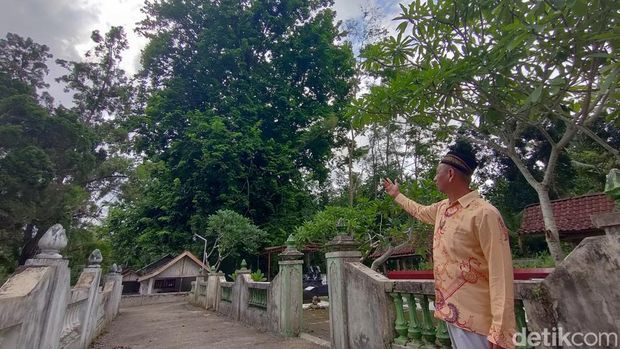 Kondisi Pohon Angsana yang tumbuh di sekitar Masjid Jami' Sunan Kalijaga Kedondong, Dusun Semaken 1, Kalurahan Banjararum, Kapanewon Kalibawang, Kulon Progo, Selasa (19/3).