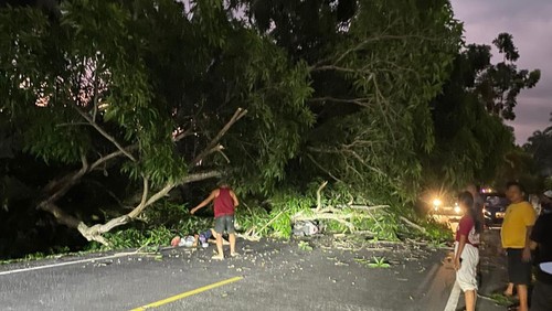 Pohon tumbang menimpa pemotor di Desa Pengeragoan, Kecamatan Pekutatan, Kabupaten Jembrana, Selasa (19/3/2024).