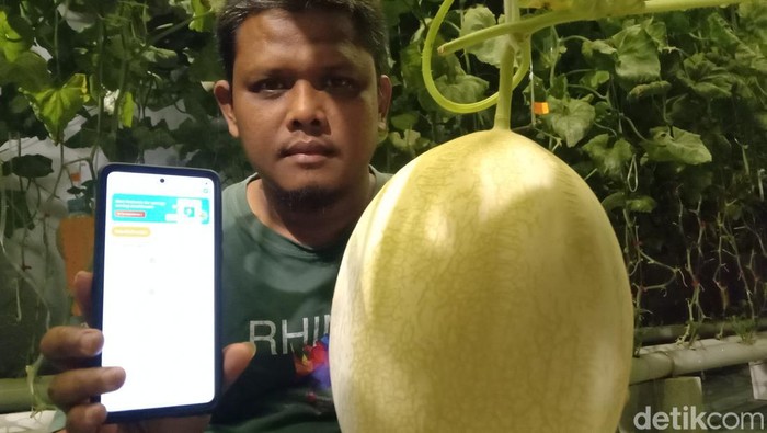 Rohmat pria Indramayu menunjukkan konsep IOT (Internet Of Things) ke dalam budi daya tanaman melon