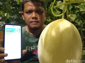 Keren! Cuma Modal Ponsel, Rohmat Sukses Kelola Perkebunan Modern