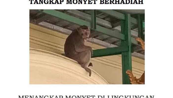 Sayembara tangkap monyet di Desa Tuk, Cirebon.