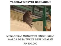 Heboh Sayembara Tangkap Monyet Liar Berhadiah Rp 500 Ribu di Cirebon