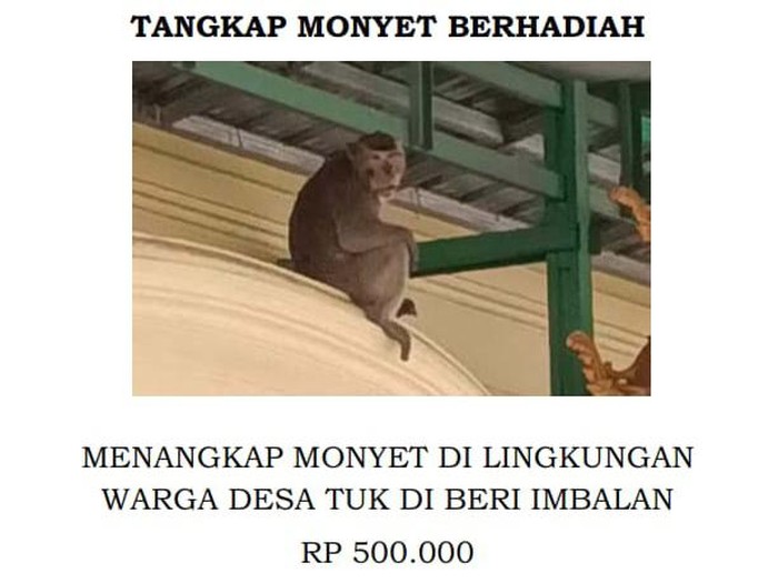 Sayembara tangkap monyet di Desa Tuk, Cirebon.