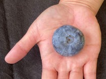 Blueberi Ini Ukurannya Nggak Lazim