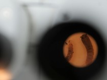 Brasil Andalkan Nyamuk Transgenik Lawan Demam Berdarah, Ini Wujudnya