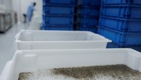 Larva dan pupa Aedes aegypti yang dimodifikasi secara genetik terlihat di dalam laboratorium sebagai bagian dari proyek Aedes do Bem yang bertujuan untuk mengurangi jumlah nyamuk yang menularkan demam berdarah, di Campinas, Brasil. Perusahaan bioteknologi Inggris, Oxitec, bertaruh pada solusi terhadap melonjaknya kasus demam berdarah di Brazil, dengan melibatkan pelepasan nyamuk hasil rekayasa genetika dalam upaya mengurangi penyebaran infeksi virus tersebut.
