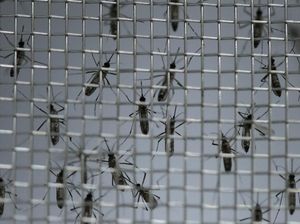 Menkes Heran Nyamuk dengan Bakteri Wolbachia Dianggap Bio Weapon