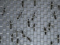 Menkes Heran Nyamuk dengan Bakteri Wolbachia Dianggap Bio Weapon