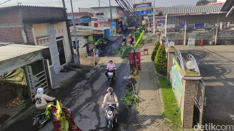 Geramnya Warga Sukodono Sidoarjo Tanam 40 Pohon Pisang di Jalan Rusak
