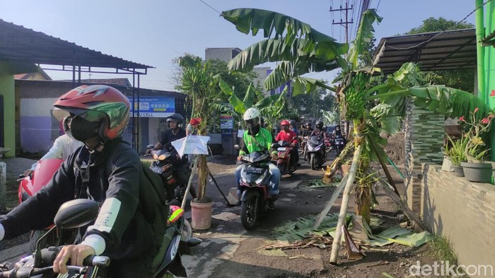Geramnya Warga Sukodono Sidoarjo Tanam 40 Pohon Pisang di Jalan Rusak