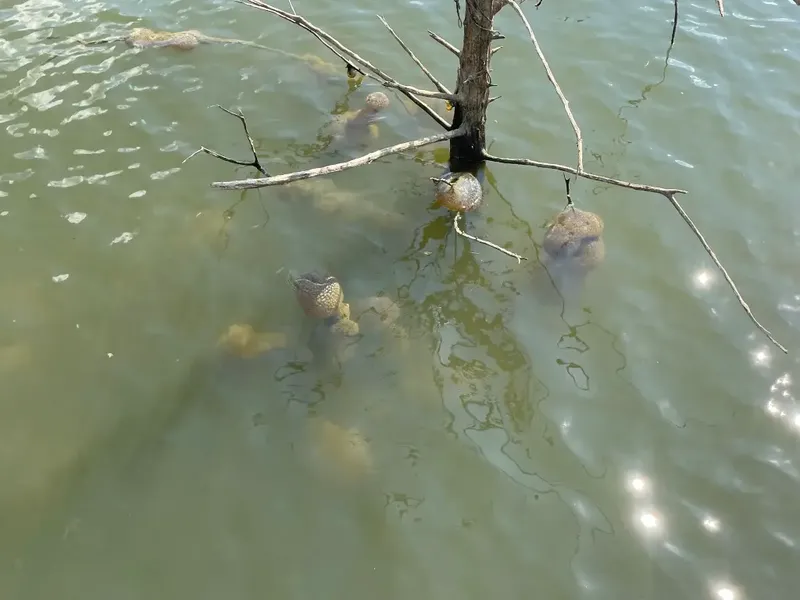 Fakta menariknya, justru bryozoa merupakan 'indikator kualitas lingkungan yang baik dan air jernih'. Karena itu, tidak ada yang perlu dikhawatirkan jika menemukan si hewan lumut.