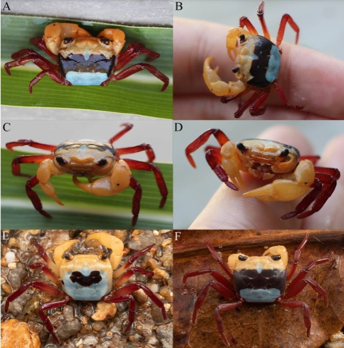 Kepiting Tiga Warna