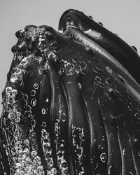 Monochrome Black and White Photography Awards 2023