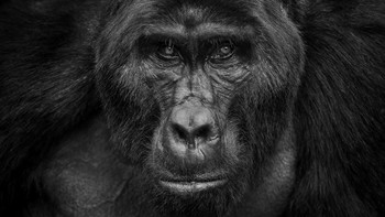 Honorable Mentions John Ceulemans (Belgia) Foto: Monochrome Black and White Photography Awards