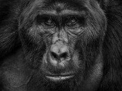 Karya Memukau Jawara Kontes Foto Monokrom Satwa Liar