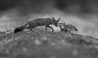 Monochrome Black and White Photography Awards 2023