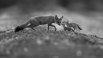 Honorable Mentions Baiju Patil (India) Foto: Monochrome Black and White Photography Awards