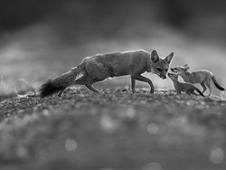 Karya Memukau Jawara Kontes Foto Monokrom Satwa Liar