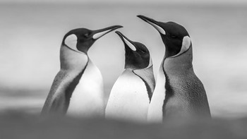 Honorable Mentions Risto Raunio (Finlandia) Foto: Monochrome Black and White Photography Awards