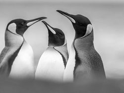 Karya Memukau Jawara Kontes Foto Monokrom Satwa Liar