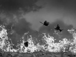 Karya Memukau Jawara Kontes Foto Monokrom Satwa Liar