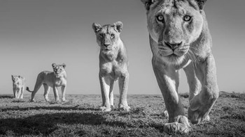 Honorable Mentions James Lewin (Kenya) Foto: Monochrome Black and White Photography Awards