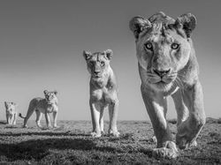Karya Memukau Jawara Kontes Foto Monokrom Satwa Liar