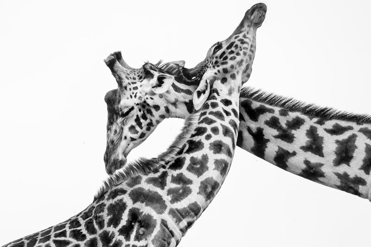 Monochrome Black and White Photography Awards 2023