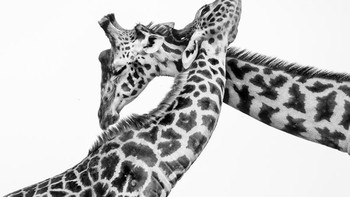 Honorable Mentions Abderazak Tissoukai (Uni Emirat Arab) Foto: Monochrome Black and White Photography Awards